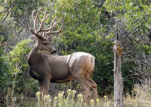 Buck in Meeker