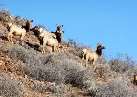 Elk on the hillside